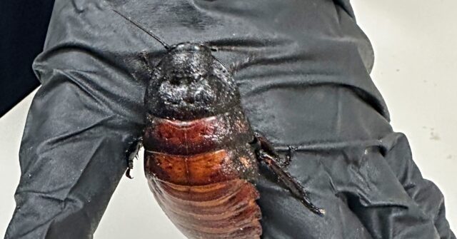 Australian Police Bust Secret Insect Kingpin Hosting 100,000 Illegal Madagascar Hissing Cockroaches