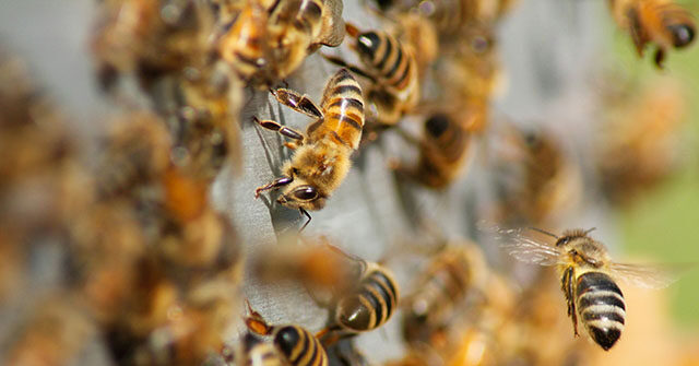 WATCH: 18-Wheeler Crash Unleashes Two Million Honeybees in Texas, Prompting Neighborhood Lockdown