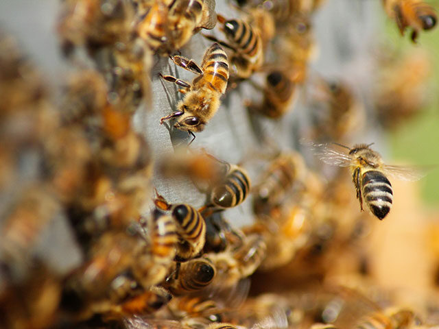 WATCH: 18-Wheeler Crash Unleashes Two Million Honeybees in Texas, Prompting Neighborhood Lockdown