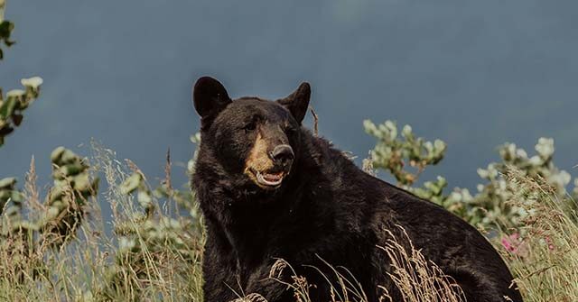 Couple Injured Wielding Water Bottle, Hatchet to Fight Off Black Bear Outside CA Home