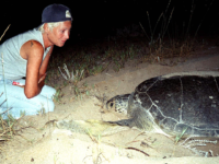 Lebanese Conservationist Who Protected Endangered Sea Turtles Died After Israeli Strike on Her Home