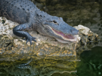 WATCH — Police: Louisiana Gator Attacks DWI Suspect Trying to Evade Troopers