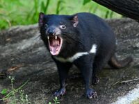Video: Crafty Tasmanian Devil Escapes Zoo, Evades Captors and Begins Life on the Run