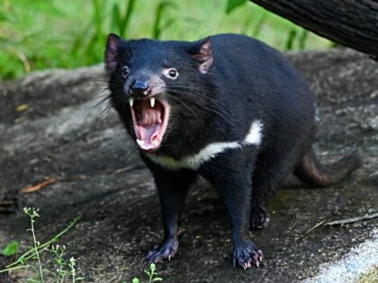 A female Tasmanian Devil reacts in an enclosure at the Night Safari Singapore nocturnal zo