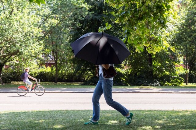 A pedestrian shelters from the sun under a large umbrella while walking through Hyde Park