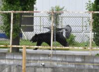 A bear injures 4 people in a residential area of Japan as the annual number of attacks rises