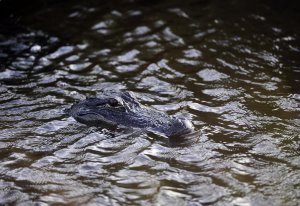 One killed, child injured in Florida alligator attacks