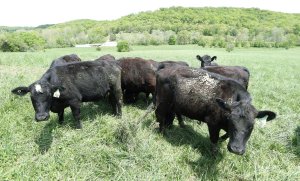 USDA confirms two more cases of flesh-eating screwworm