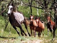 Australia to Begin Mass Aerial Slaughter of Wild Horses from Helicopter Gunships