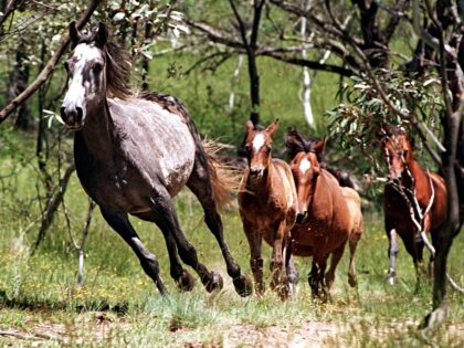 AUSTRALIA OUT) Wild brumbies running through the high country of the Snowy Mountains on 30