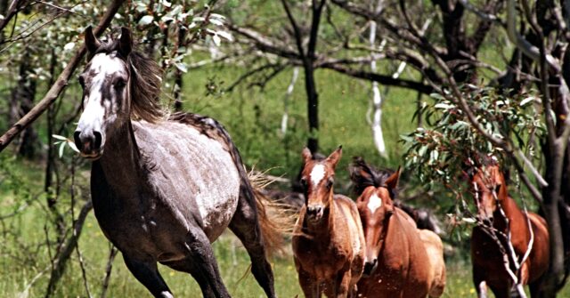 Australia to Begin Mass Aerial Slaughter of Wild Horses from Helicopter Gunships