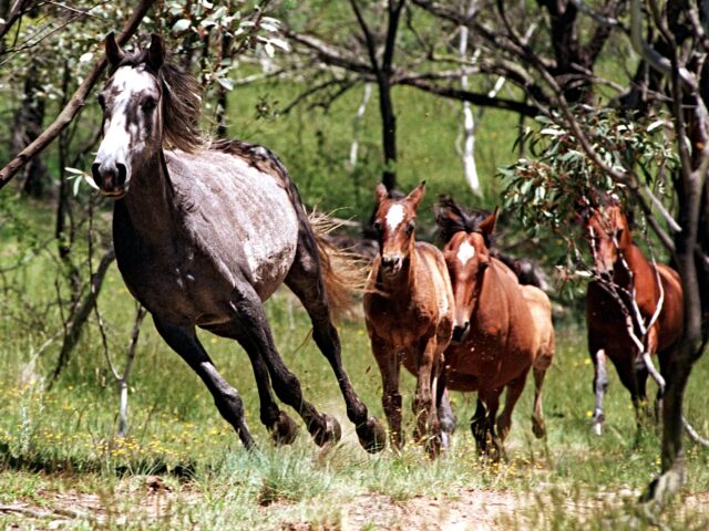 AUSTRALIA OUT) Wild brumbies running through the high country of the Snowy Mountains on 30