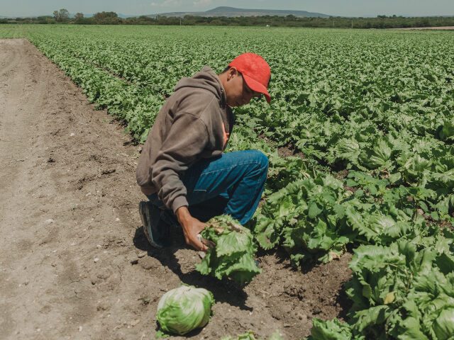 A worker harvests lettuce on a farm in Mexico A worker harvests lettuce on a farm in Guanajuato, Mexico, on Tuesday, May 18, 2021. Mexic