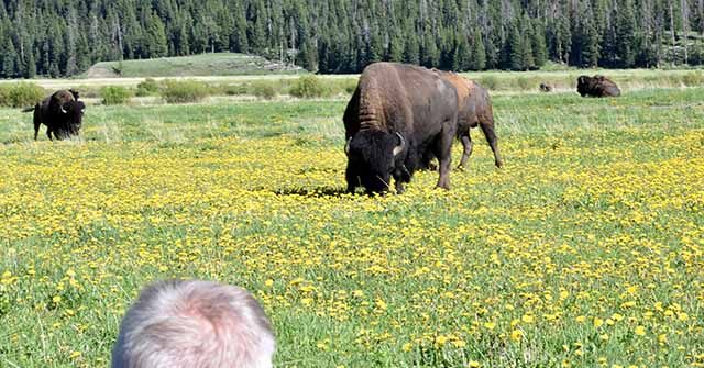 Yellowstone: Agitated Bison Throws Man Eight Feet in the Air, Seriously Injuring Him