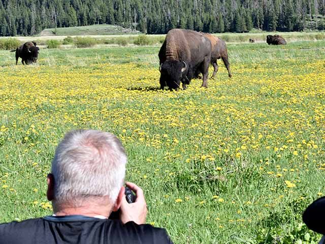 Title: Yellowstone Park-White Buffalo Image ID: 24166609033975 Article: Andrew Scott of Sa