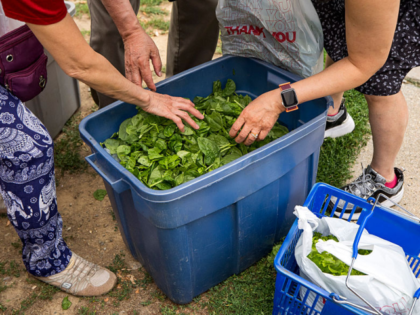 Boston, MA - July 15: People shop for fresh produce at Brighton Farmer's Market on July 15