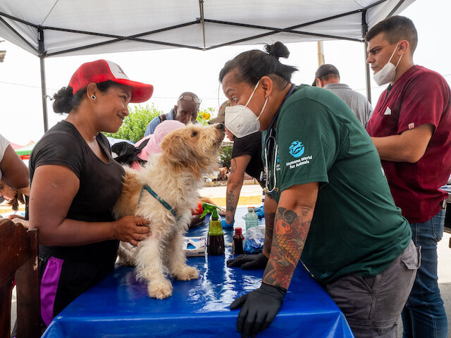 Exclusive: Animal Rights Volunteers Treat Hundreds of Pet Earthquake Victims in Venezuela