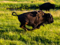 WATCH: Bison Charges Pickup Truck in Yellowstone National Park