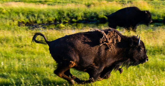 VIDEO — Yellowstone: Injured Grandfather Was Reportedly ‘Joking' After Bison Tossed Him