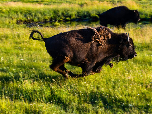bison