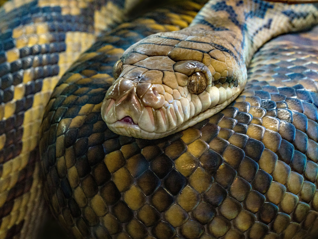 WATCH — China: 900 Snakes Escape Breeding Farm as Floodwaters Devastate Village in Hangzhou