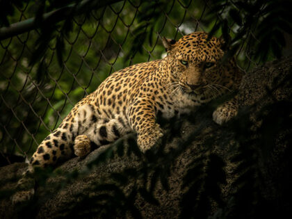 leopard India