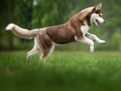 husky