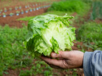 VIDEO: FDA Says Claim that Taylor Farms Lettuce to Blame for Diarrhea Outbreak Was Based on ‘Fals