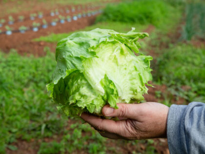 VIDEO: FDA Says Claim that Taylor Farms Lettuce to Blame for Diarrhea Outbreak Was Based on ‘Fals