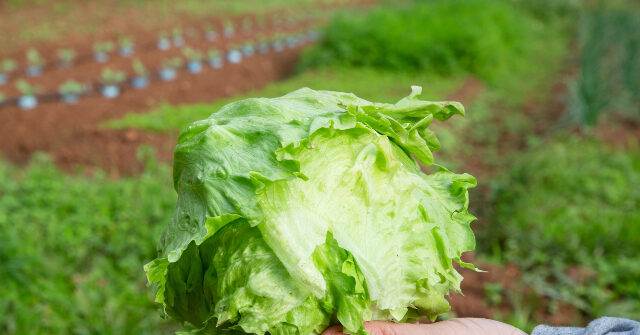 FDA Says Claim that Taylor Farms Lettuce to Blame for Diarrhea Outbreak Was Based on ‘False Positive’ Test Results