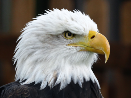 bald eagle