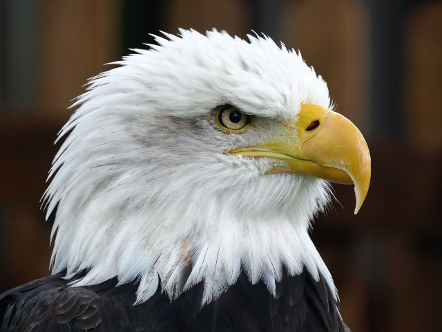 pexels-inspiredimages-133356 bald eagle