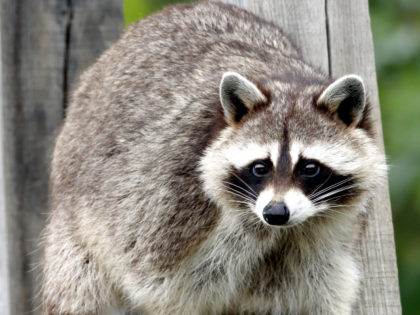 raccoon