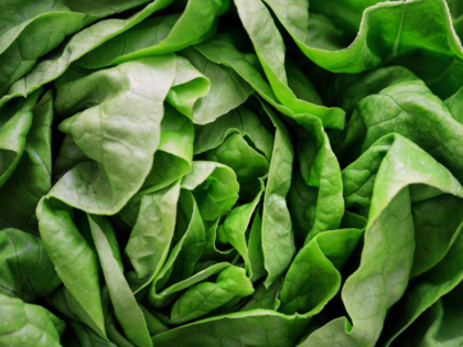 lettuce