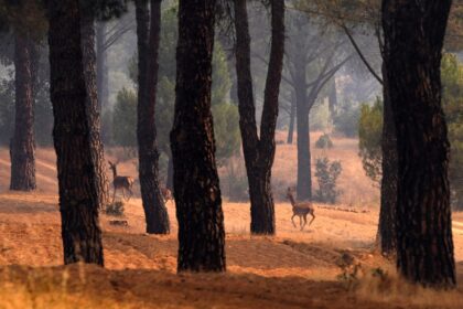 Deer flee from a wildfire in Avila province, Spain, on July 27