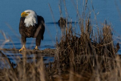 The Trump administration has sought to weaken the landmark Endangered Species Act, credite