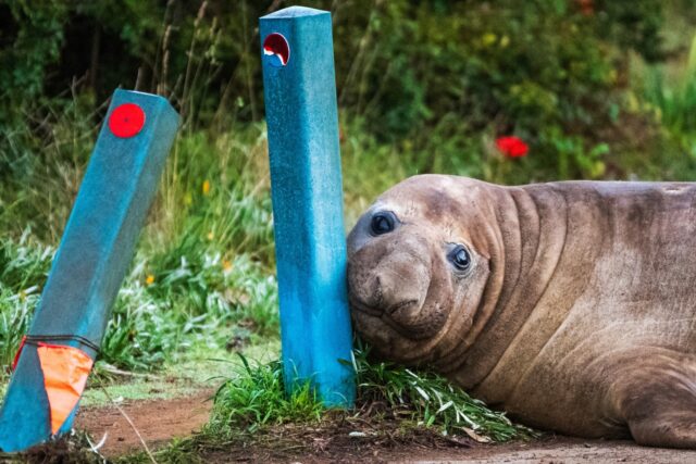 Australia Neil the Seal The Associated Press