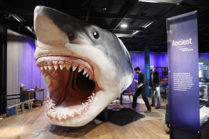 'Shark Week': Five times sharks swam into Odd News headlines
