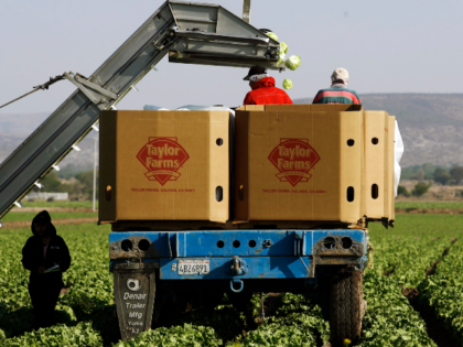Workers pack lettuces at a Taylor Farms field in the town of Doctor Mora, on the central s