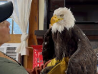 Beloved California Bald Eagle Jackie Dies After Mysterious Illness
