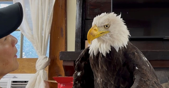 Beloved California Bald Eagle Jackie Dies After Mysterious Illness