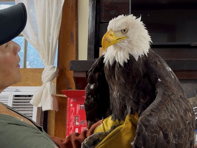 AP26222788532630 Title: Obit Bald Eagle Jackie Image ID: 26222788532630 Article: Jackie the bald eagle is e