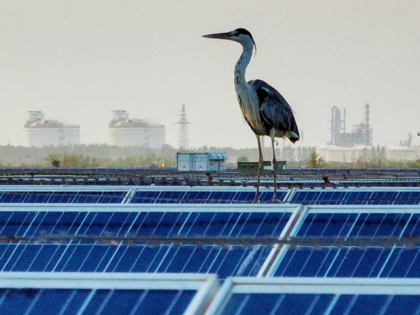 TOPSHOT - An egret rests atop solar panels at a photovoltaic power generation base in Yinc