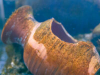 WATCH — Fisherman Discovers Ancient Roman Shipwreck and Piles of Cargo Off Sicily’s Coast: 