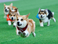 Corgi dogs take part in a 50m race during the Corgi Race in the Vingis Park in Vilnius on August 15, 2026. For the the fifth time Vilnius hosts the Corgi Race and costume contest inviting corgis from across Europe. (Photo by Petras Malukas / AFP via Getty Images)