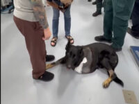 VIDEO: Sheriff K9 Leaves Veterinary Hospital on 3 Legs After Being Shot