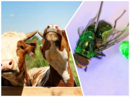 Cattle Imports from Mexico Resume as Trump Admin Successful Battle Against Screwworm Invasion Advan