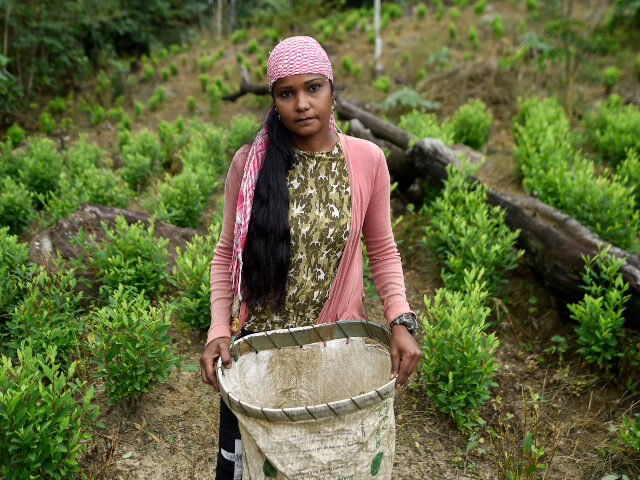 Naikelly Delgado, 36, a Venezuelan migrant working as a "Raspachin" (farmer coll
