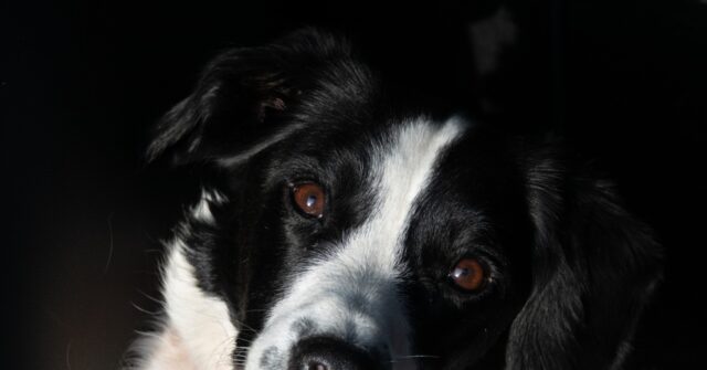 WATCH -- Sheriff: 36 Feces-Covered Border Collies Rescued from 'Disgusting' Florida Home