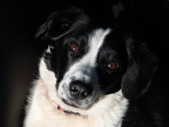 WATCH — Sheriff: 36 Feces-Covered Border Collies Rescued from ‘Disgusting’ Florid